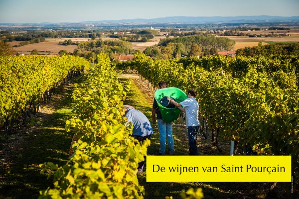 Wijnen van Saint Pourcain wijn