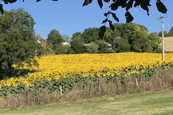 Zonnebloemen